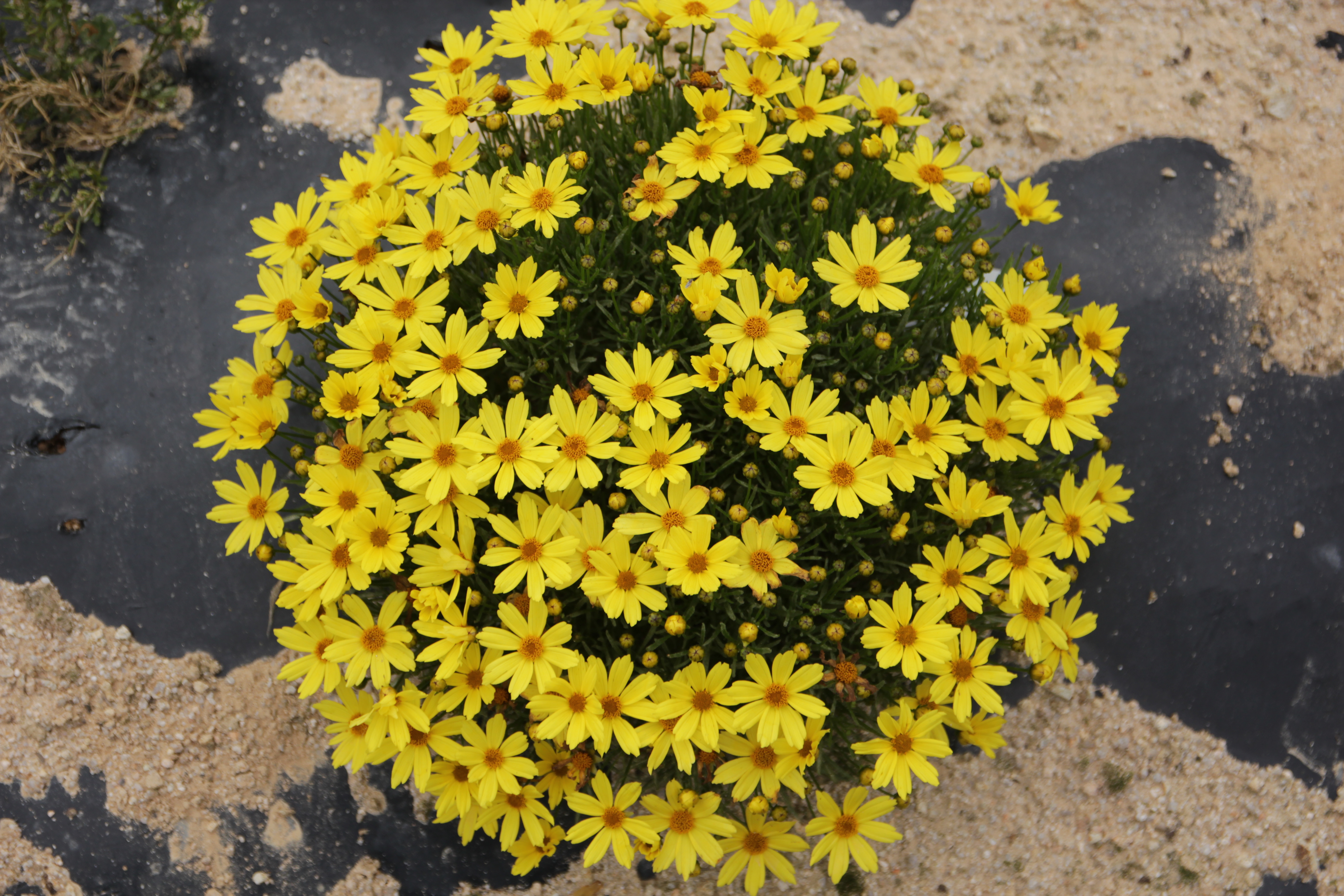 Coreopsis verticillata ‘Golden Ball 18’